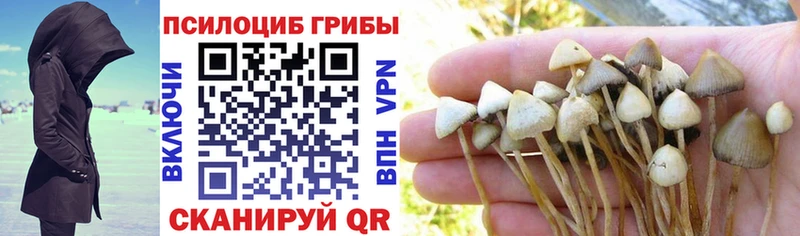 Галлюциногенные грибы Psilocybine cubensis где найти наркотики Невель